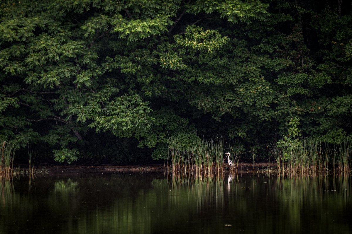 kurumaebi_aio's tweet photo. 湖畔に佇む
#nikon #D780 #photography #写真  #額装のない写真展 #水のある風景 #山口市 #bird #鳥 #野鳥 #helon #アオサギ https://t.co/jgtoxArSaw