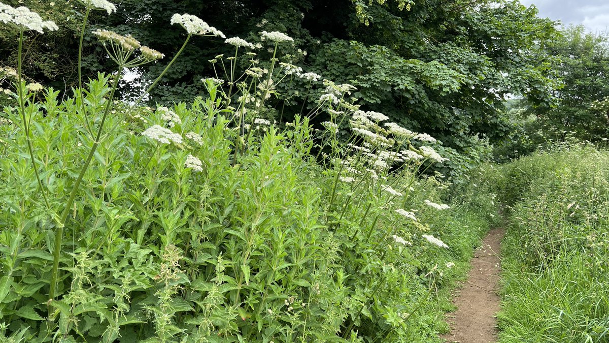 phil_d13's tweet photo. When you’re tall, but the undergrowth is taller. It’s like a jungle out there at the moment and I love it! 😍. Green really is natures colour for the body and mind 😊☘️🌿🥑🥒🌱🍉🍃🥦🍏🥗 https://t.co/ycz8dUSUMu