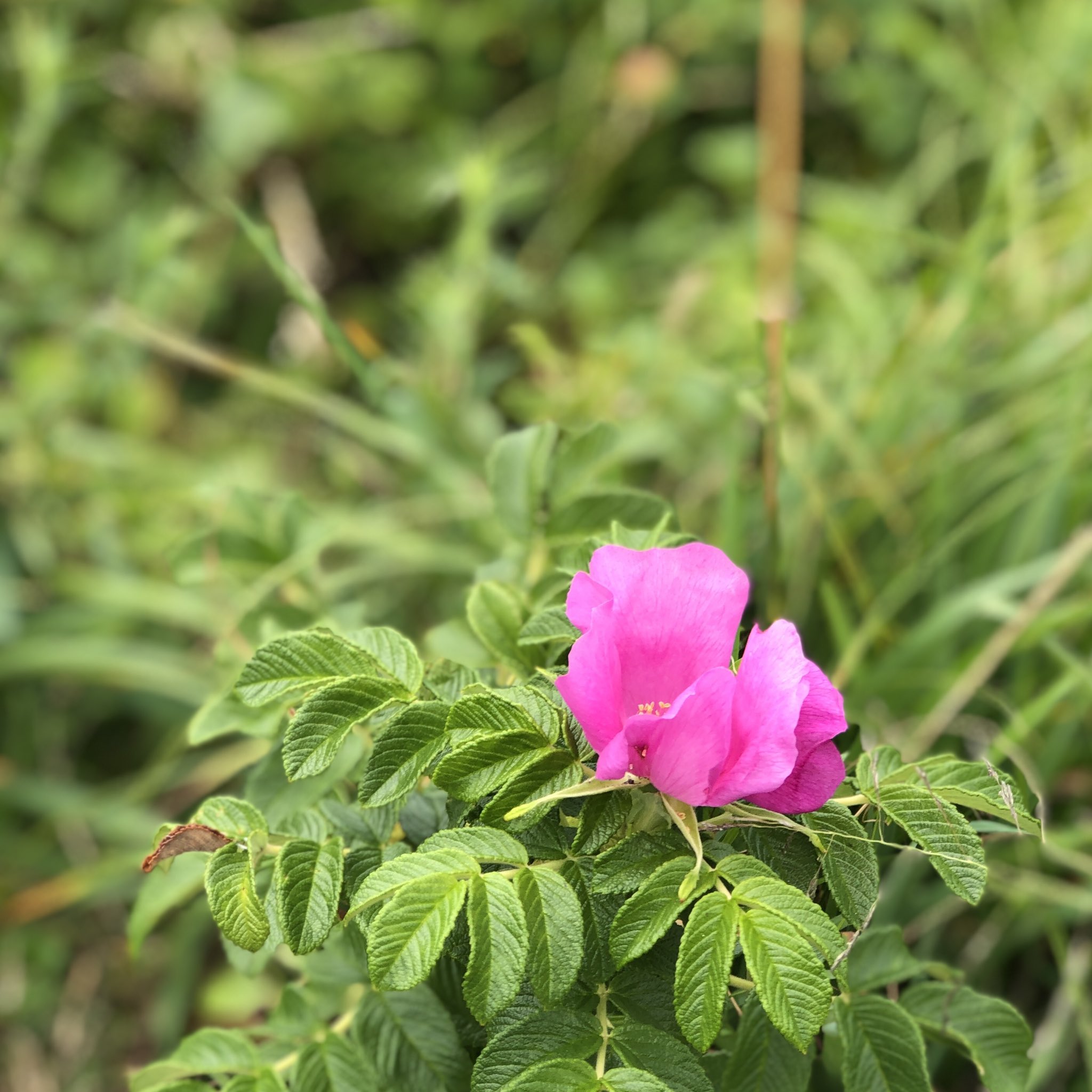 ハマナスの花 Twitter Search Twitter