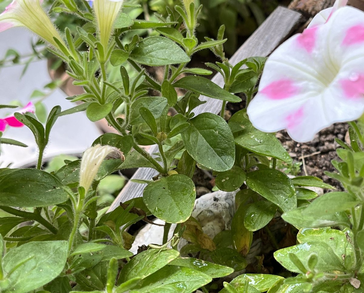 coucouTaec's tweet photo. Do you see the little guy ?
#babymantis
https://t.co/c62kAJ7H0q https://t.co/7m0ZZFmfz4