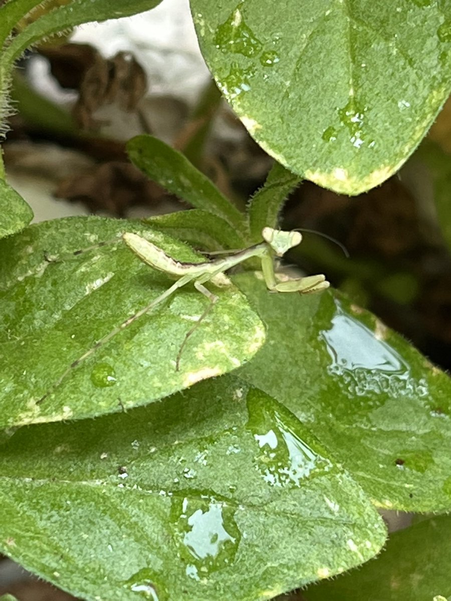coucouTaec's tweet photo. Do you see the little guy ?
#babymantis
https://t.co/c62kAJ7H0q https://t.co/7m0ZZFmfz4
