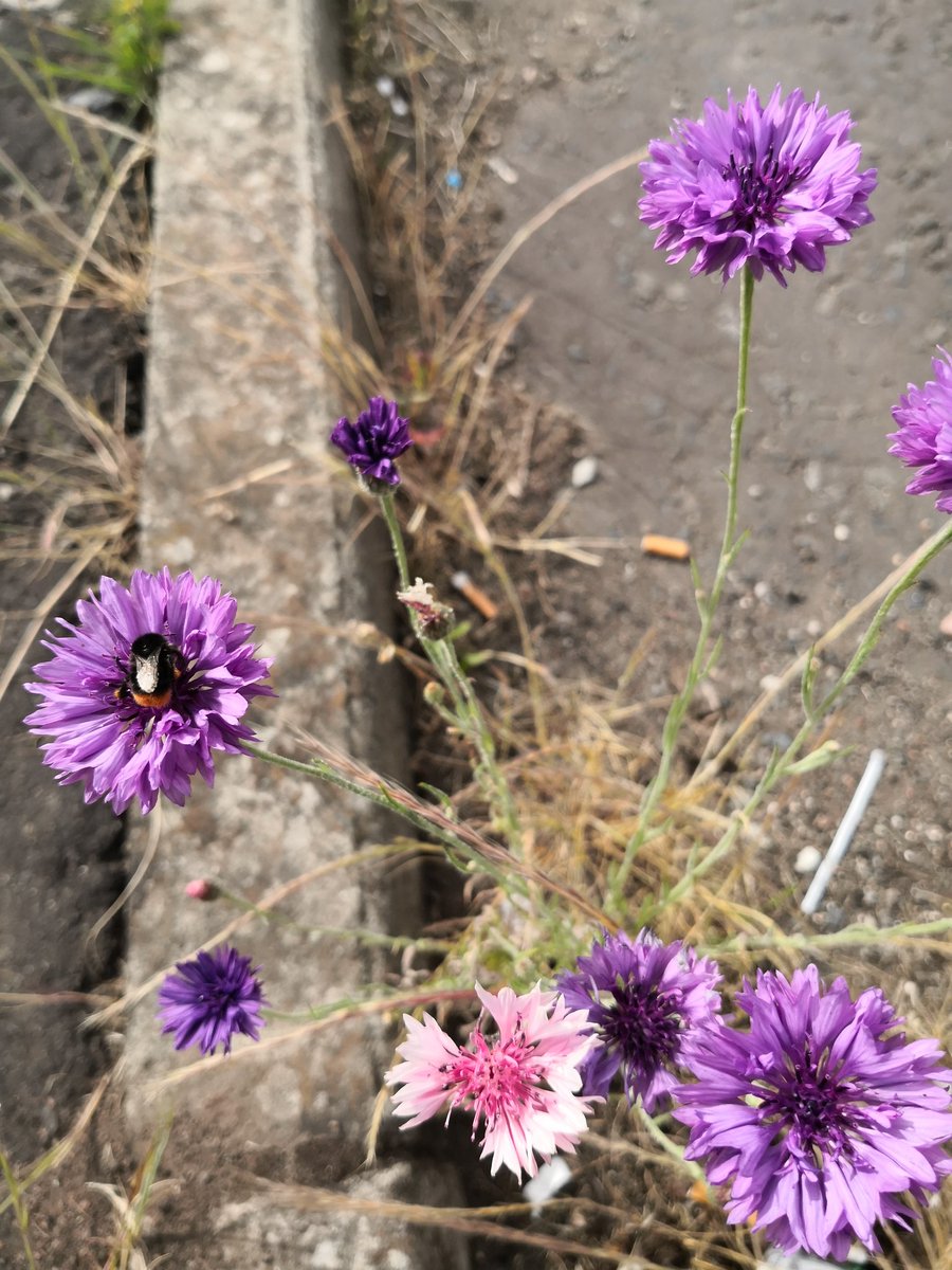 restinginhope's tweet photo. Found these lovely wee purple and pink #cornflowers peeking out of the pavement. Even a #RedTailedBumbleBee came to say hello. https://t.co/VSq2FmGxby