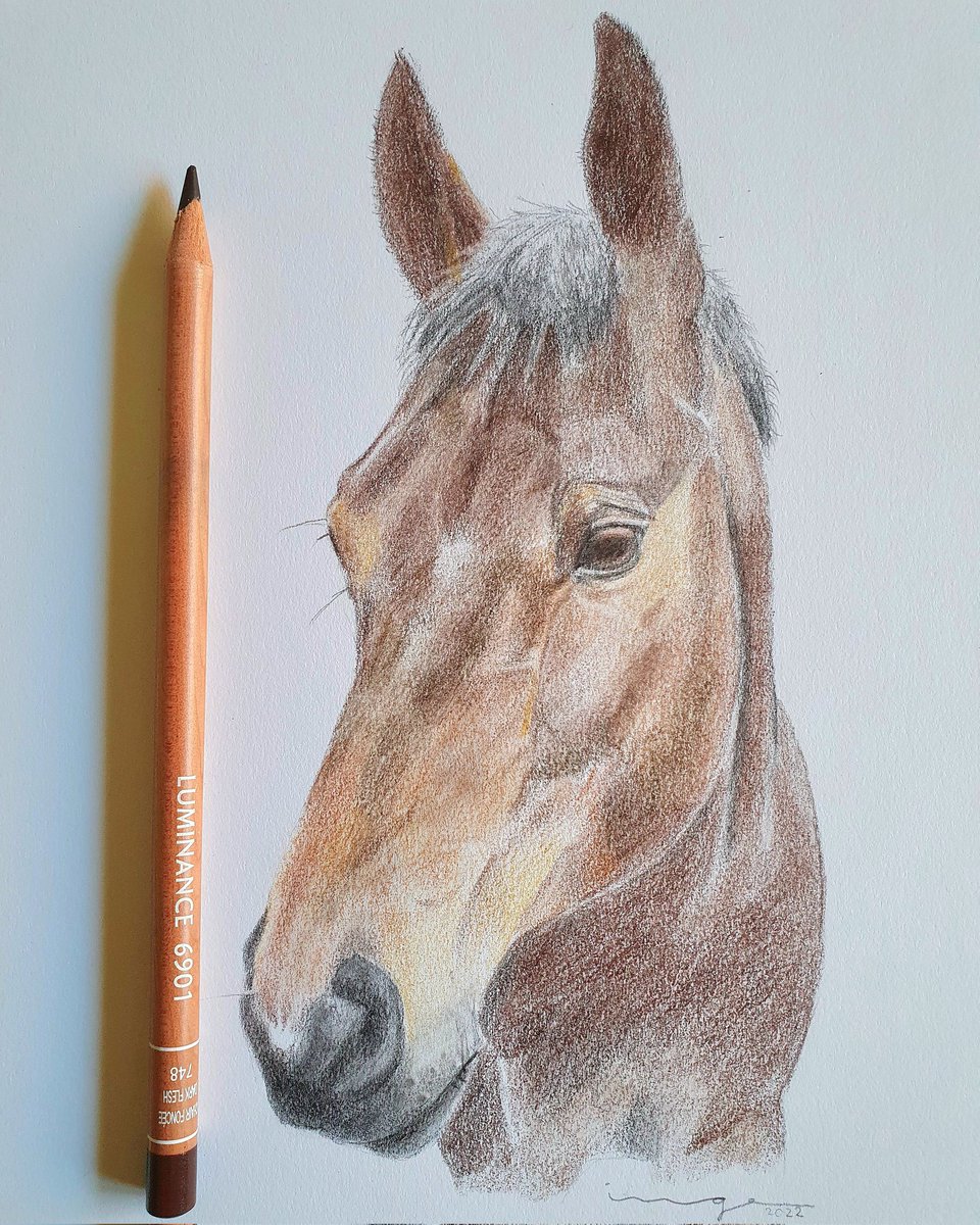 WildThInge's tweet photo. Horse "Dinte". Commissioned coloured pencil drawing. 
#Pencildrawing #horse https://t.co/EJnlIQKwDs