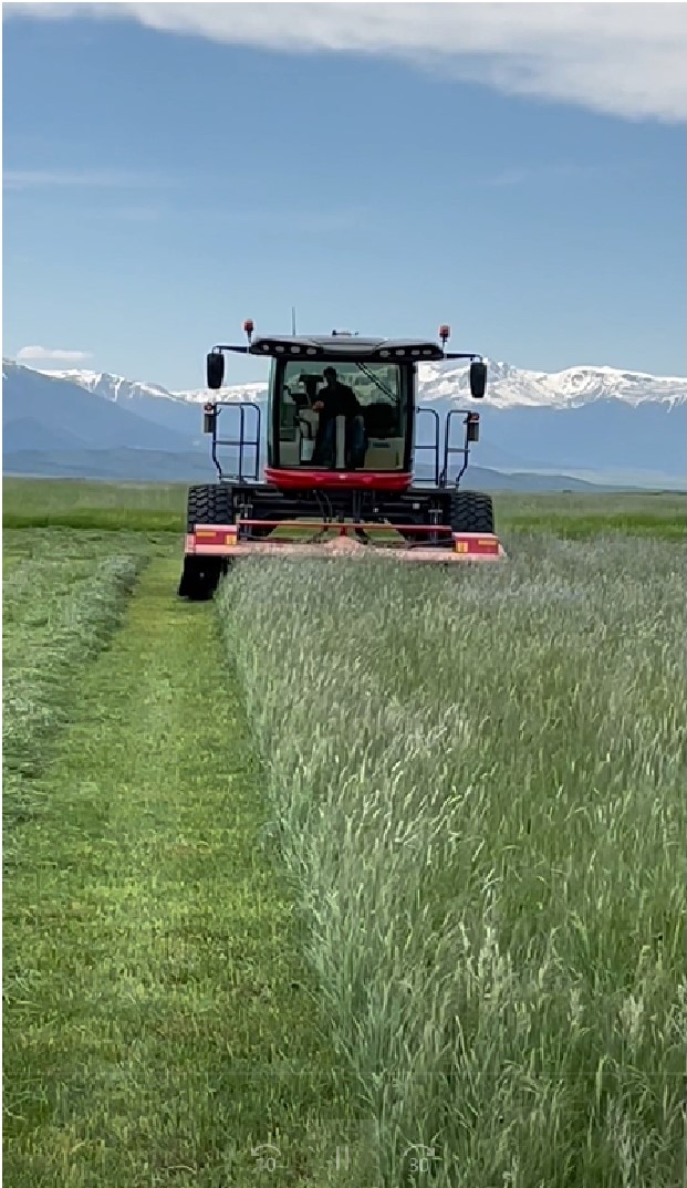BillingsFarm's tweet image. Another Hesston Windrower gets to work!
#hesston #windrower