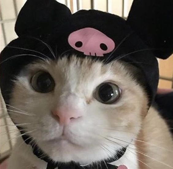 ten as cat 🐱 tweet media