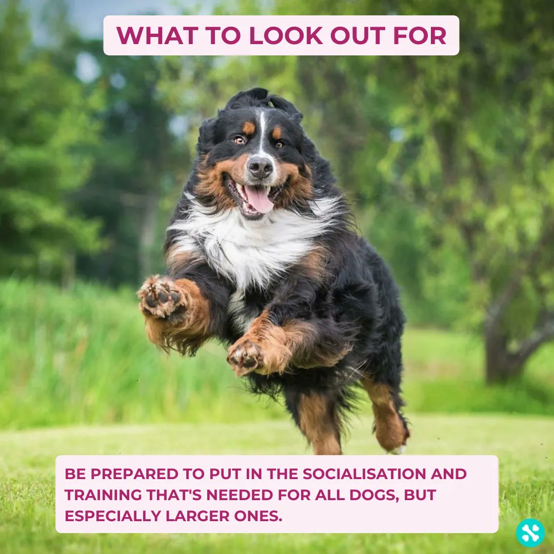 Used in Switzerland as an all-around farm dog, the Bernese didn't only protect and herd sheep and cattle, but also pulled carts of milk and cheese to market.

Find out more about this amazing breed in our breed explorer - tailwise.com/breeds/

#bernesemountaindog #tailwise