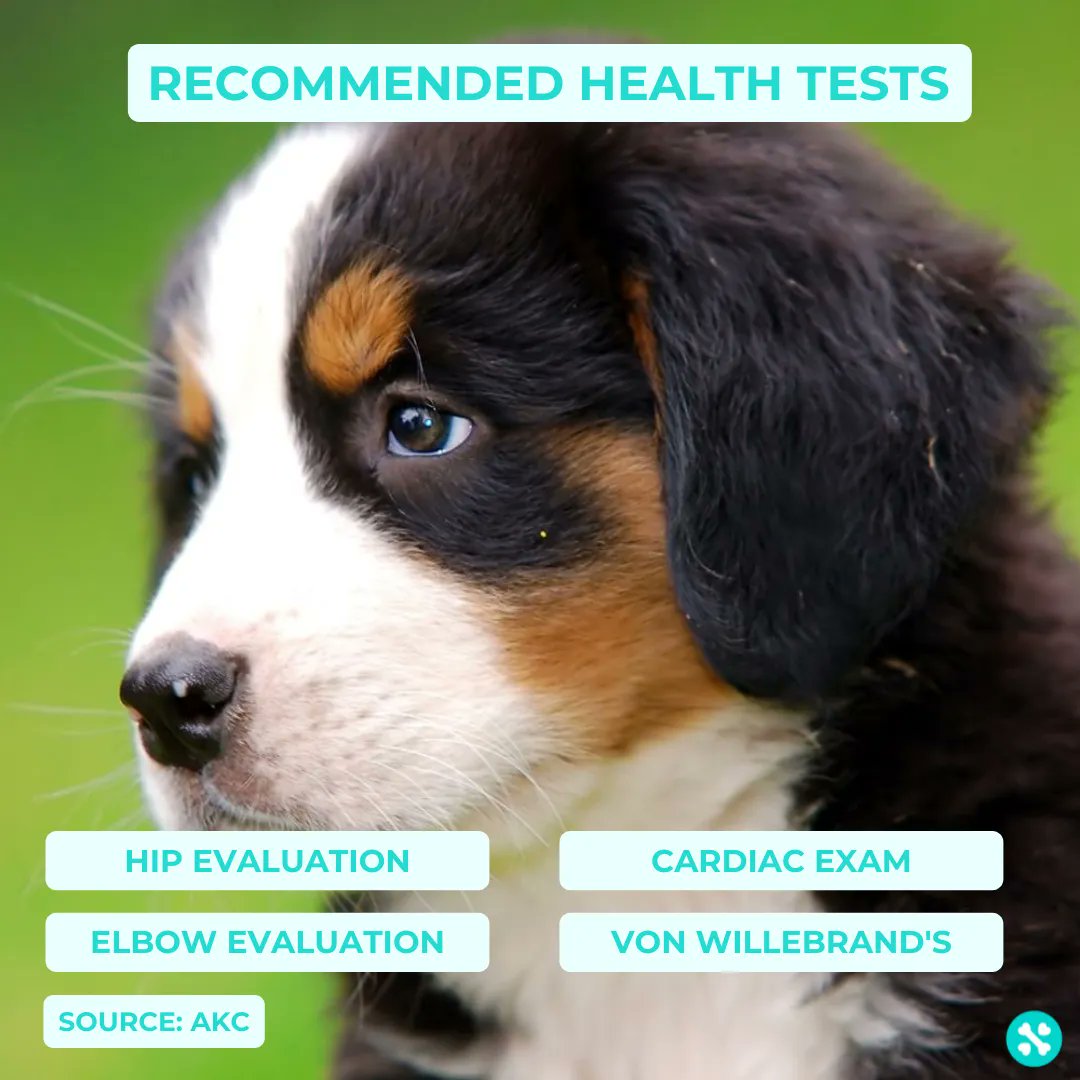 Tailwise 🐾 tweet media