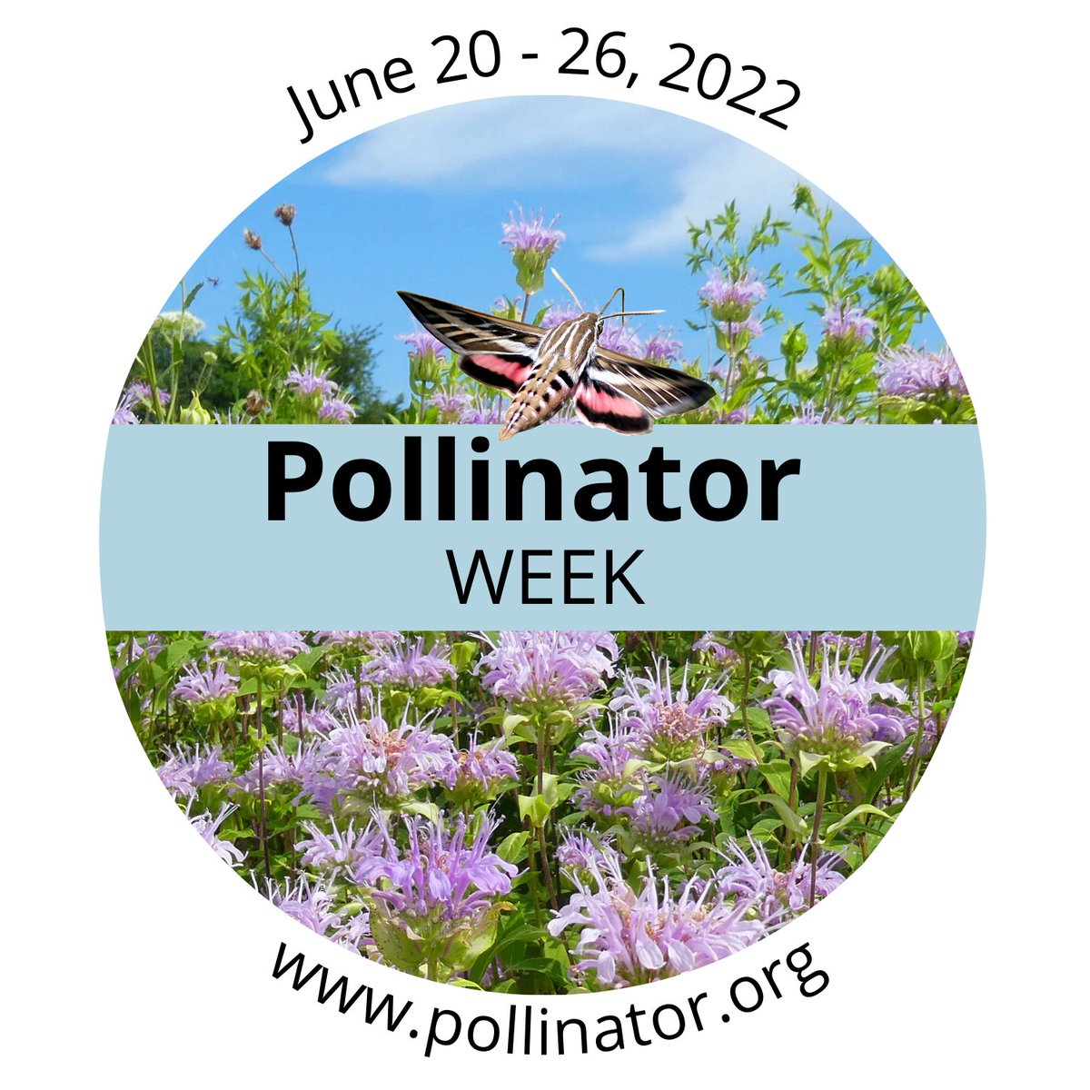 It’s #pollinatorweek! #DYK that pollinators like bees, butterflies, and bats provide 1 out of 3 bites of food we eat? Say thanks by planting native plants, supporting local farmers, and educating others about the importance of pollinators!