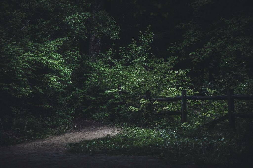 Through the woods
.
.
.
#throughthewoods 
#justgoshoot
#tamron35150
#throughthelens
#sonyphotography
#photographyaddict
#photographyislife 
#midwestmoment
#indyphotographer 
#indyphotography 
#indianaphotographer 
#indianapolis 
#indianapolisphotographer… instagr.am/p/CfBrawsuHr4/