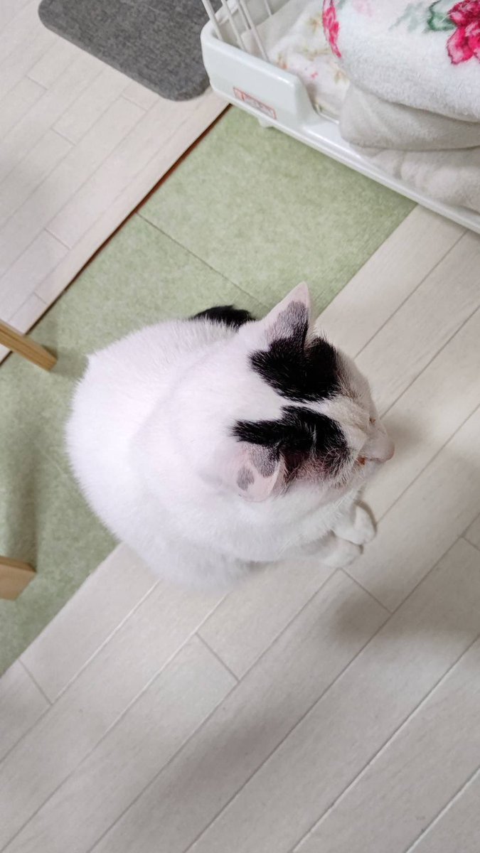 Olafree14's tweet photo. あら、いつ���まにか椅子の下に居たのね🥰 https://t.co/mgFinfG9qR
