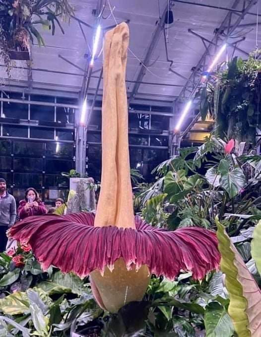 BREAKING NEWS:'The upside down ballerina' has just happened at the San Diego Botanic Garden!!! These  rare beauties, Amorphophallus titanum take 7-10 years to bloom. The fully opened bloom lasts about 48 hours.