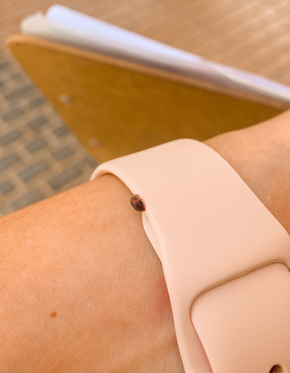lorenittagar's tweet photo. Se me posó una Mariquita dos días seguidos en la mano y me llegaron muchos mensajes bonitos sobre su significado. Bichito, me alegraste el día 🐞❤️ https://t.co/l71UsCoYYX