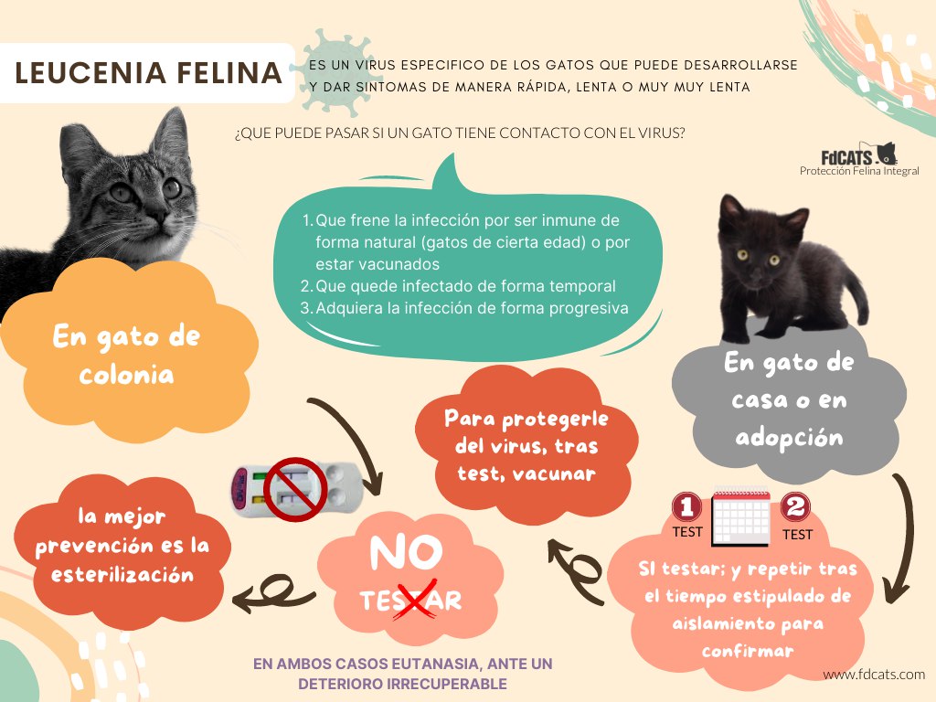 catadicta's tweet photo. Siguiendo con el tema leucemia felina
➡️ Una ficha super útil para entender y compartir las infos importantes 🐈
#cer #FdCATS @JfAndaluzas
https://t.co/7htE96UGZH https://t.co/zdhMgIptfb
