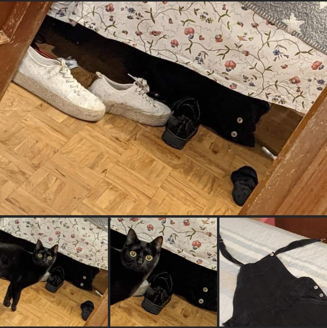 CatioroReflexiv's tweet photo. Saí do banheiro e vi Gigi deitada como na primeira foto, gritei o nome dela porque fiquei assustada de vê-la tão rígida e  com os olhos tão abertos. Ela não se mexia, não piscava nem nada. Meu coração parou, achei que ela estivesse morta. + https://t.co/bwY2wO4vhR