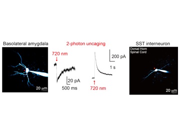 Graham Ellis-Davies tweet media
