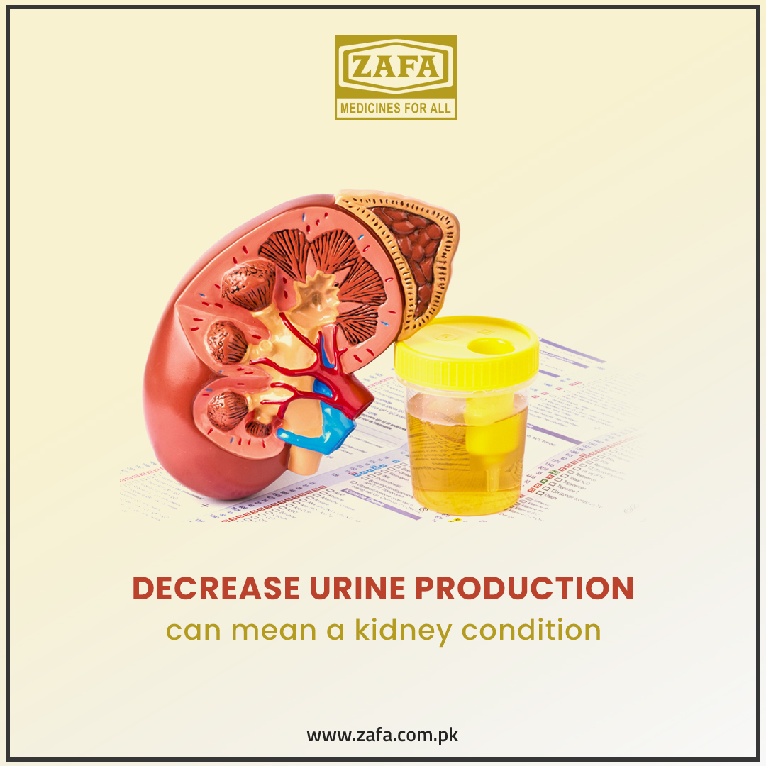 ZafaPharmaLtd's tweet photo. The kidneys lose their ability to regulate fluids and electrolytes, as well as remove waste materials from the body, as they fail or become damaged in their ability to operate.

Visit us at: https://t.co/614ySooE4b

#Zafa #pharmaceuticals #kidney #condition #health #treatment https://t.co/uJaS3SUj39