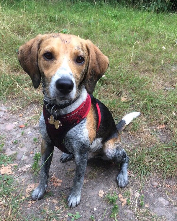 beaglefacts's tweet photo. Although the #beagle is generally not fond of swimming, he is not opposed to wading in water that is exceptionally muddy or smelly . #beaglefacts 

📷 @RAYCHIMP / Twitter https://t.co/AecyVEOf4y