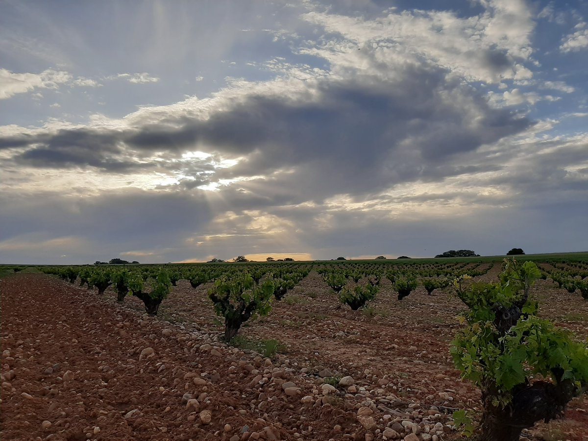 ¿Con estos atardeceres quien necesita más? #DOToro 🍇🍃🌄