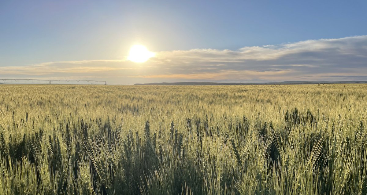 There’s not a better place to start the day!   #wheat