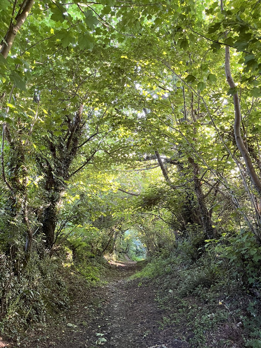 <a href="/topofthewoods/">Eco Camping & Glamping</a> you asked for my fav photos from my stay in #Pembrokeshire. Here is a compass jellyfish, a shark egg and the view down your lane into the beautiful woodland! #Glamping #nature #forests #oceans 
<a href="/visitwales/">Visit Wales 🏴󠁧󠁢󠁷󠁬󠁳󠁿</a>