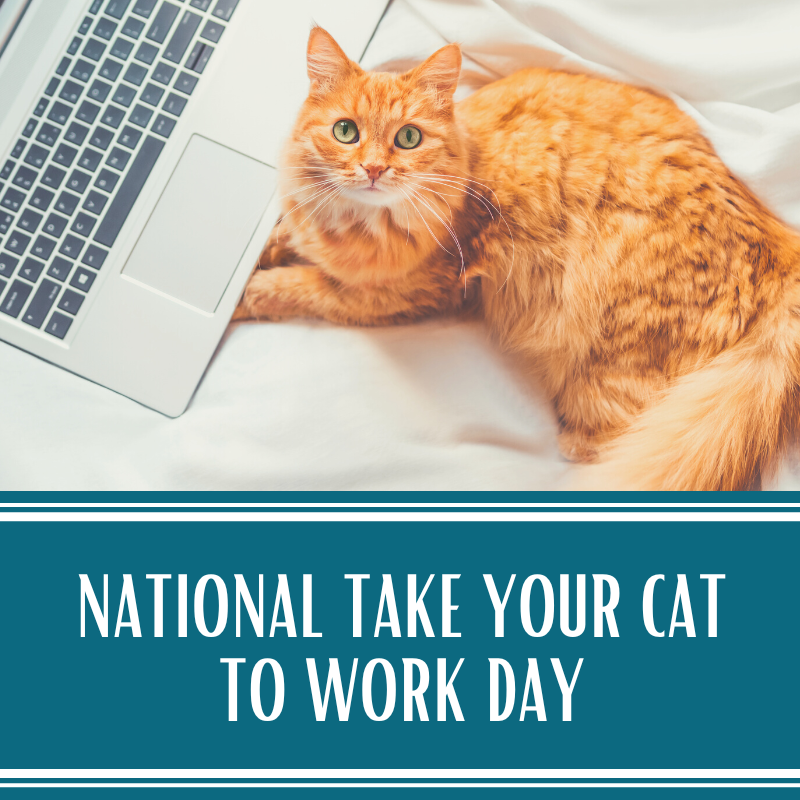 ForYourFurKids's tweet photo. Take your cat to work day has gotten a whole lot easier for those of us working remote! 🐈❣️ https://t.co/foHAHlAP60
