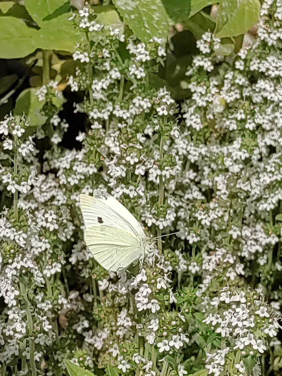 Arborjet's tweet photo. June 20 - 26 is National Pollinator Week! Watch our accounts for more information on how our products and formulations can benefits the plants and trees that helpful pollinators love!
#PollinatorWeek https://t.co/XmcOfU7ytd