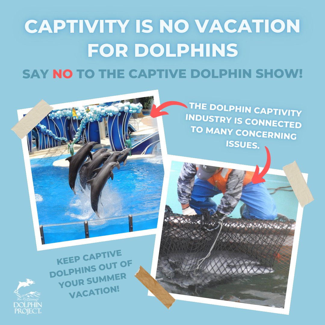 FinsandFluke's tweet photo. Dolphin_Project: Say NO to the captive dolphin show this summer and beyond.
Dolphins living in marine parks and aquariums face sterile living conditions, unfamiliar groupings, sun exposure and more: https://t.co/9Uj7ui8DwW
#DontBuyATicket #SayNoToTheD… https://t.co/1KFb46uL4f