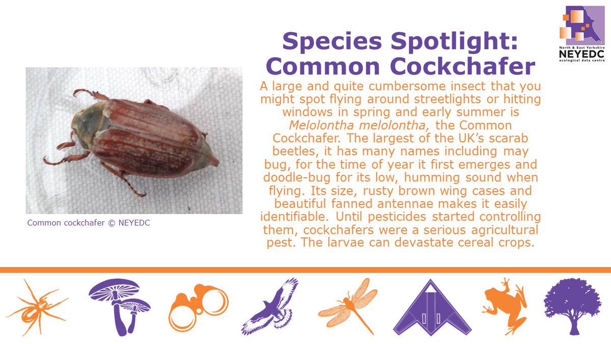 TeamNEYEDC's tweet photo. This week it's #InsectWeek22 follow @insectweek to find out how to get involved. Each day the question #WhatIsYourFavouriteInsect will be asked. Today we’ve chosen the Common cockchafer which has been a recent visitor in our moth traps #MothByCatch as part of @decidenature https://t.co/xd15OEAtea