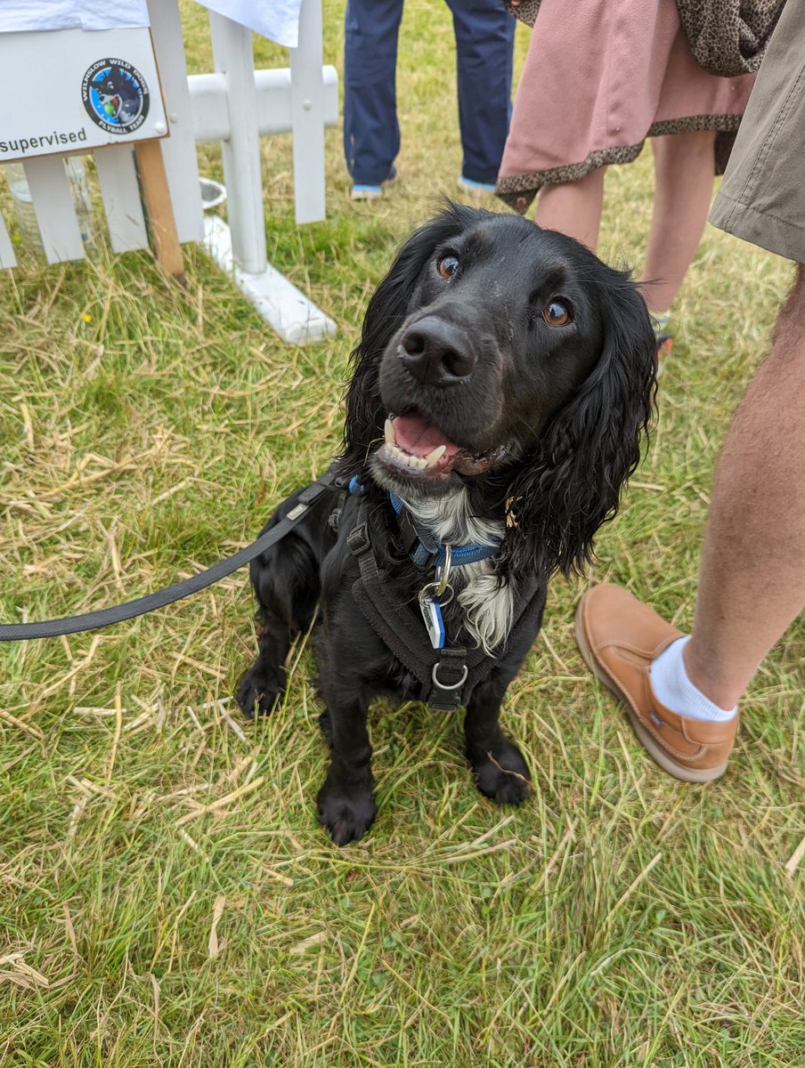 r_hollister95's tweet photo. Our first time at #dogfest and it's safe to say, we had one happy pup! What a wholesome weekend, will definitely be back again next year! 🥰🐶💙 @DogfestUK @manypets_uk #barklife #dogfestival #dogsoftwitter #Spaniels #manypets https://t.co/97tvfLs4aw