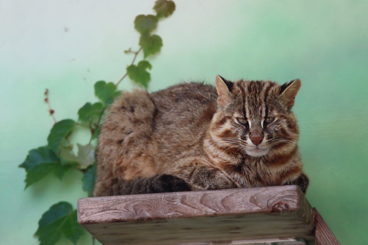ねこちゃんインテリア食玩 日本の動物 ツシマヤマネコ Zonalinenews Com