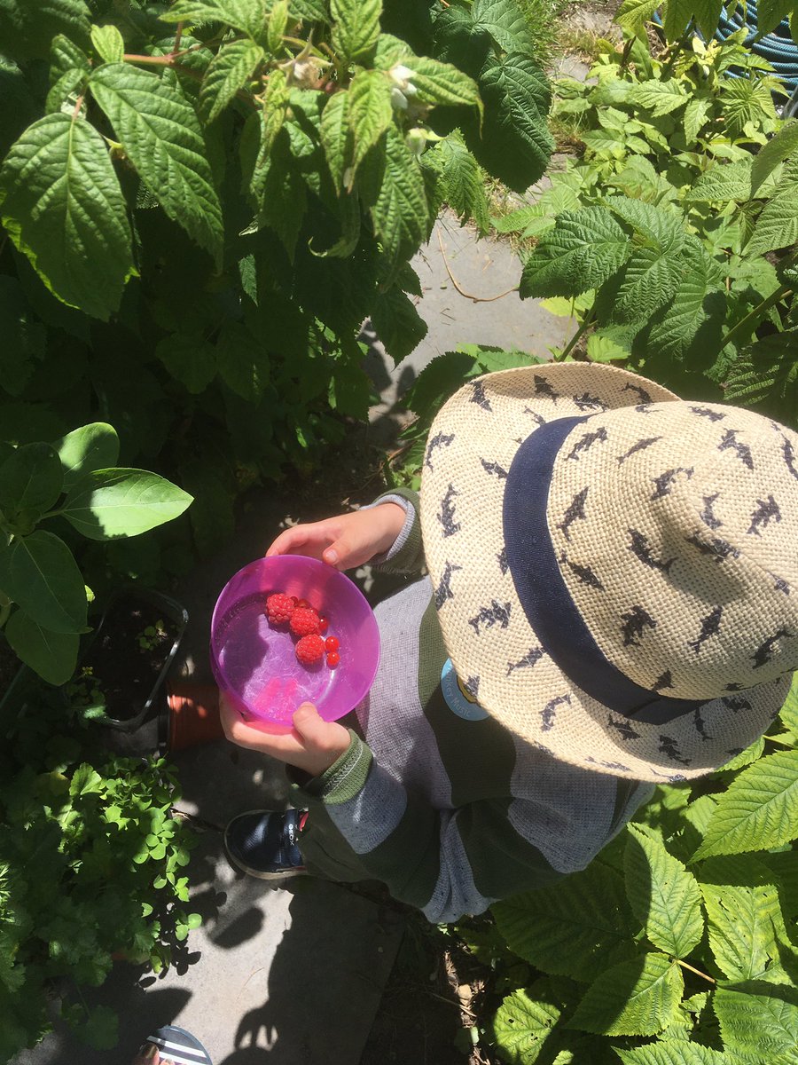 fleur_writes's tweet photo. Picking the garden’s first few redcurrants and raspberries and my one bed in Brixton pre kids feels like another life #parenting https://t.co/73fv4zjQdT
