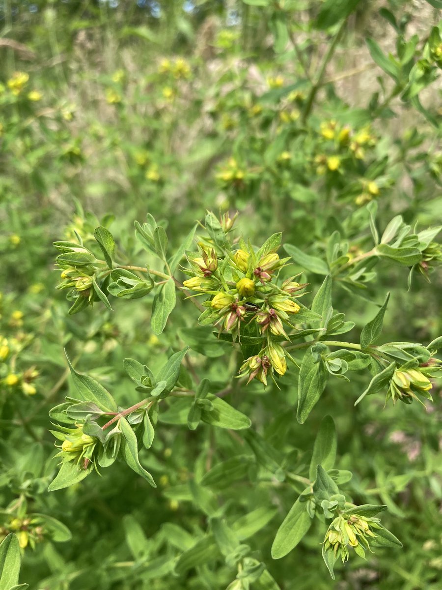 canidiggit's tweet photo. Oh my god - it’s flowering!! Nobody panic!

This is St Johns Wort and is hands-down the hardest thing I’ve grown.

#growyourown #MondayMotivation https://t.co/vKbIAY9Df2