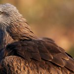 Image for the Tweet beginning: The revision of the EU