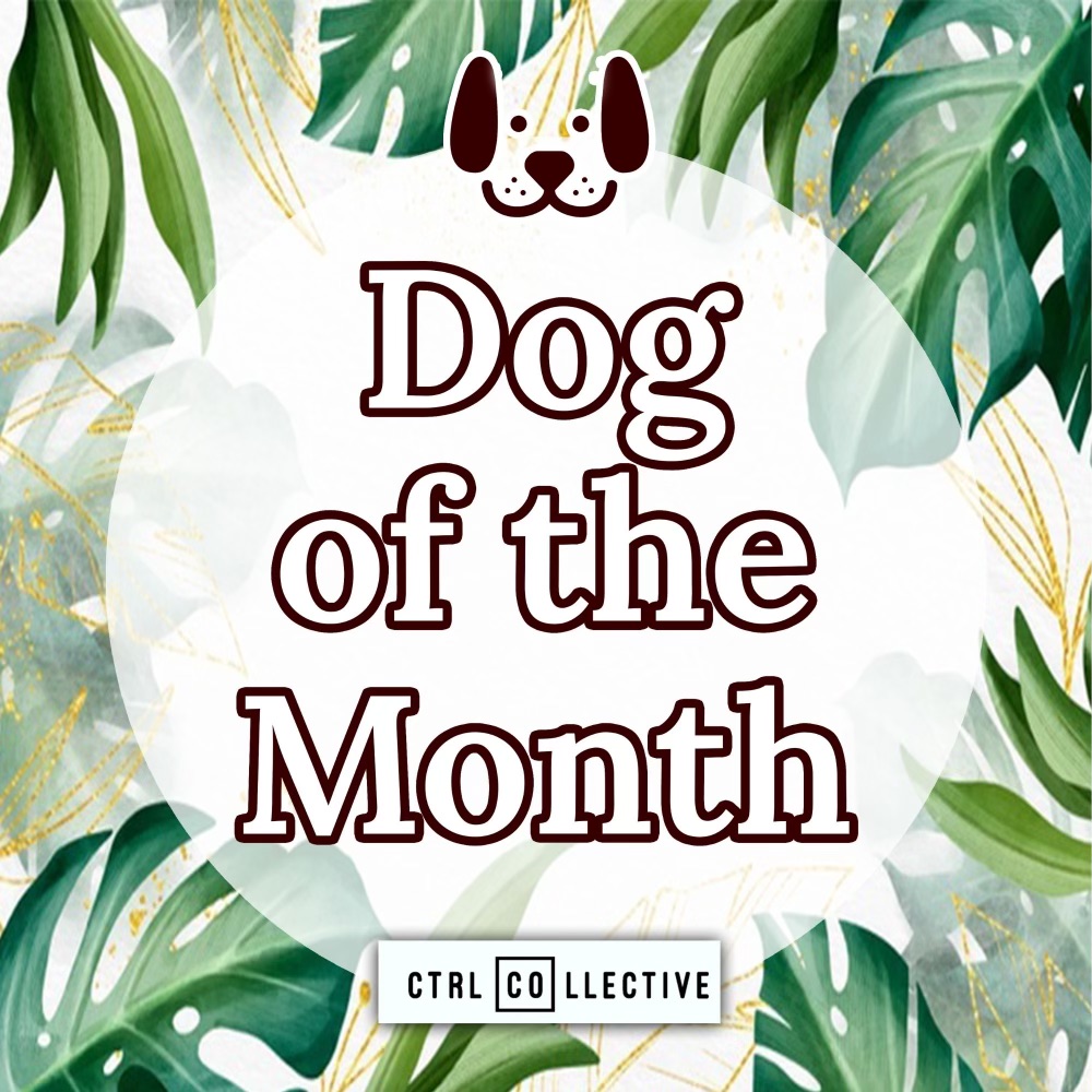 Want to be featured like Mocha? We would love to have a new Dog of the Month! Submissions are due by June 29th at 11:59pm. We are also pairing up with @wrenlouisphotography for a session in the studio with the winner!
#coworkingspace  #pasadena #pets #doglover #dogsofig  #july