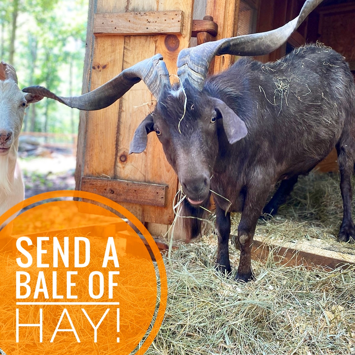 RileyFarmRescue's tweet photo. Hay drive! Donations have been slow and it makes me extremely nervous - honestly. Right now We go through a minimum of 7 bales of hay per day! Right now hay is $12.50/bale! Let's see how many bales we can raise the funds for! 
🐐https://t.co/vIJUb2yPBX

Thank you!

#haydrive https://t.co/fHCwDhwoJY