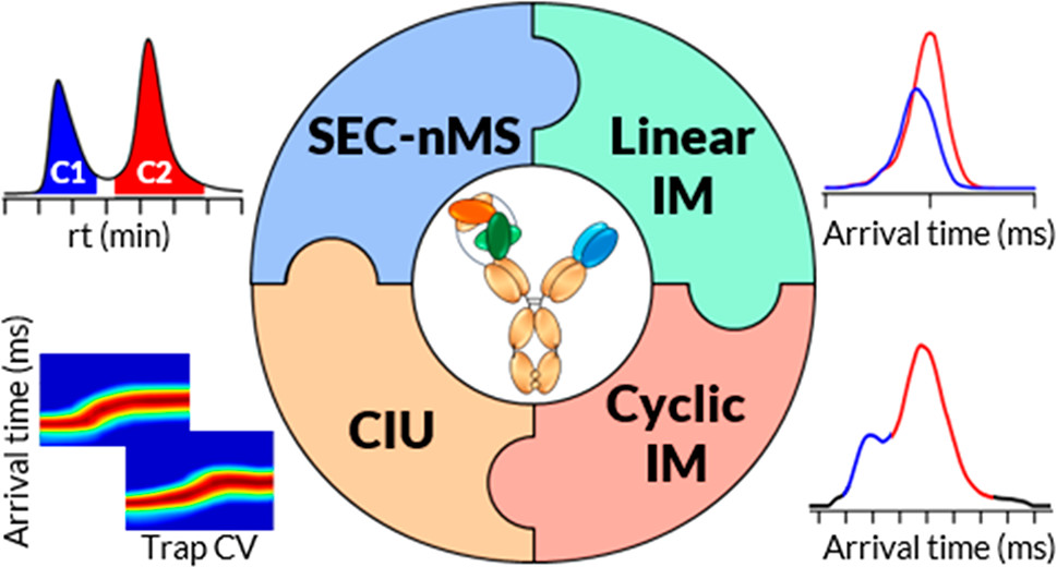 ACS Analytical Chemistry Journals (@an_chem) on Twitter photo Putting the pieces together: A combination of innovative ion mobility methods including #cyclicIMS reveals the coexistence of two conformers from a trispecific therapeutic antibody <a href="/LSMBO_MassSpec/">LSMBOMassSpec&ProteomicsStrasbourg</a> <a href="/SanofiFR/">Sanofi en France</a> pubs.acs.org/doi/10.1021/ac… Putting the pieces together: A combination of innovative ion mobility methods including #cyclicIMS reveals the coexistence of two conformers from a trispecific therapeutic antibody <a href="/LSMBO_MassSpec/">LSMBOMassSpec&ProteomicsStrasbourg</a> <a href="/SanofiFR/">Sanofi en France</a> pubs.acs.org/doi/10.1021/ac…