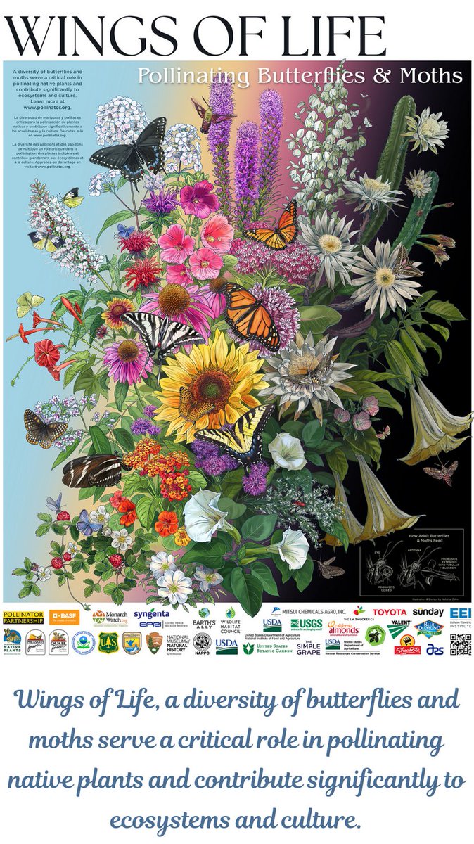 NRCS_Missouri's tweet photo. Happy #PollinatorWeek! Check out the 2022 Pollinator Poster. Take a tour of the poster at https://t.co/aG50HuQKfj https://t.co/pT7V0peyKP