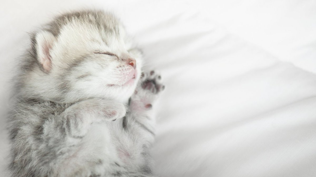 TodoCatWD's tweet photo. There is nothing cuter than a kitten... 😻 https://t.co/hP8PTd65Jh
