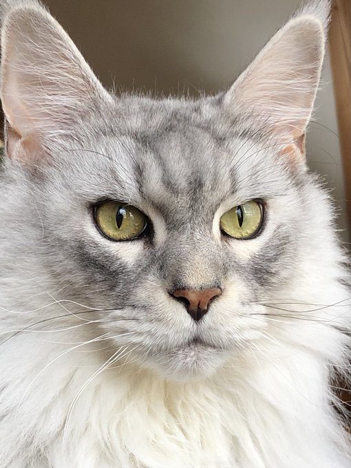 メインクーンのtwitterイラスト検索結果