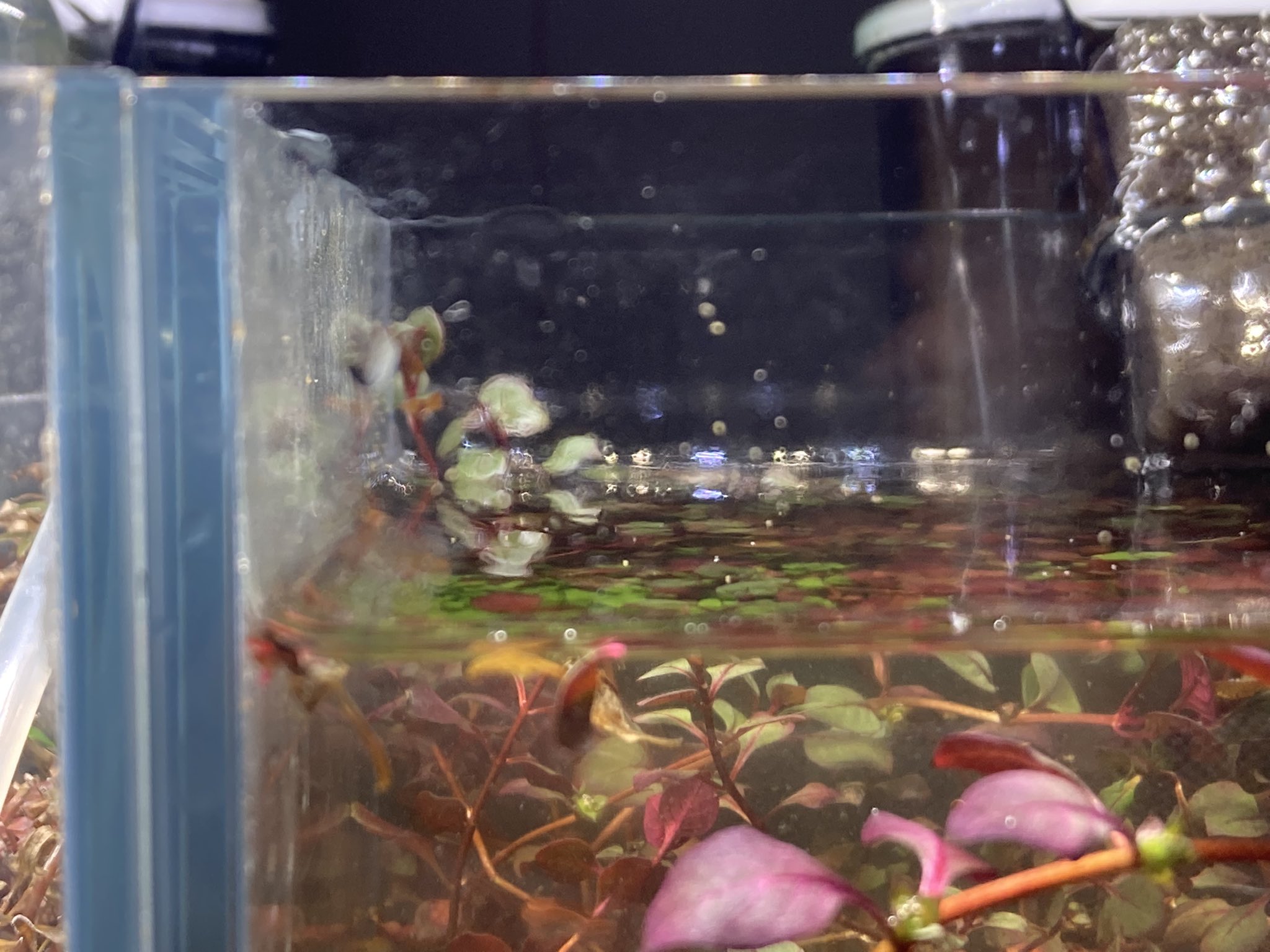 ととろん Totorobeta Twitter