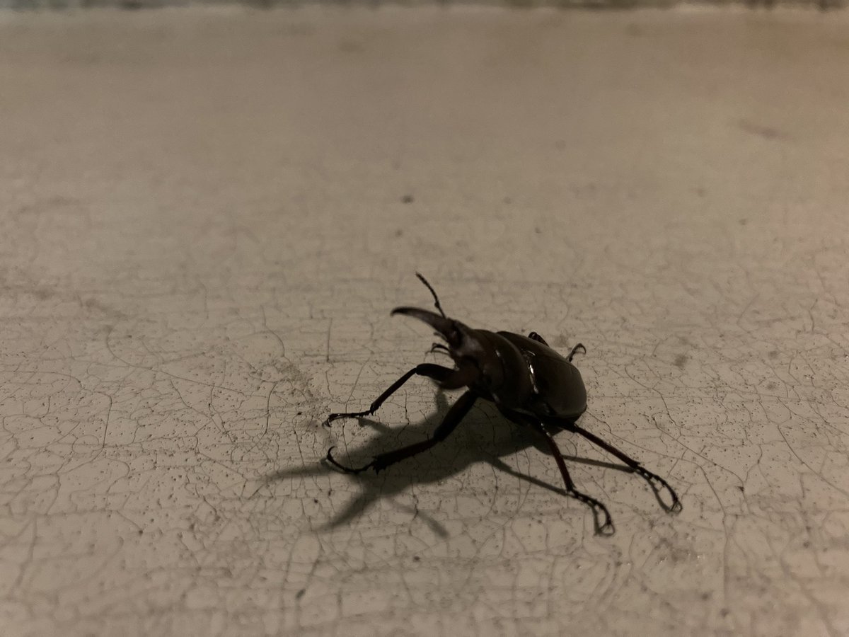 Rk75Gj's tweet photo. お家の階段小さいクワガタ落ちてたー！
今年の夏は幸先がいいぞー！ https://t.co/qIRExehCqS