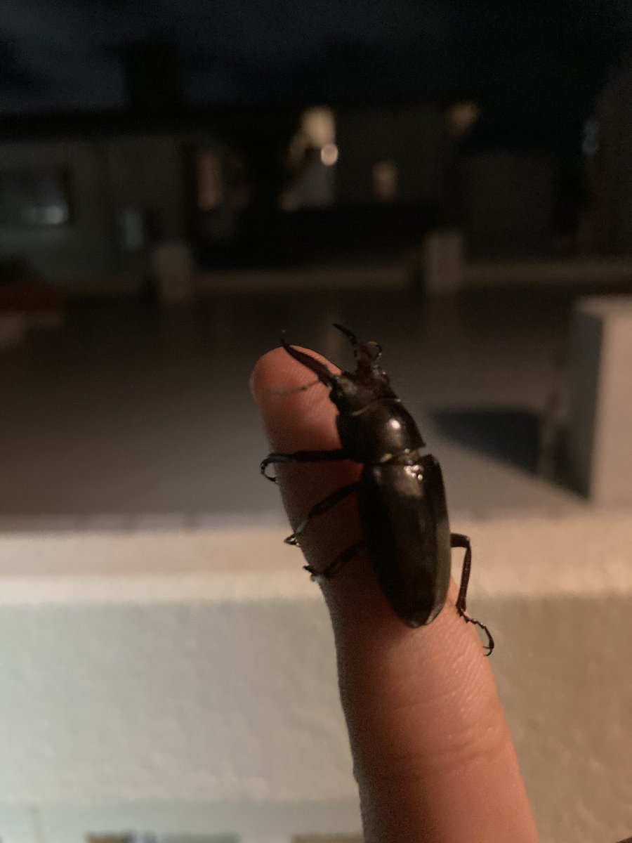 Rk75Gj's tweet photo. お家の階段小さいクワガタ落ちてたー！
今年の夏は幸先がいいぞー！ https://t.co/qIRExehCqS