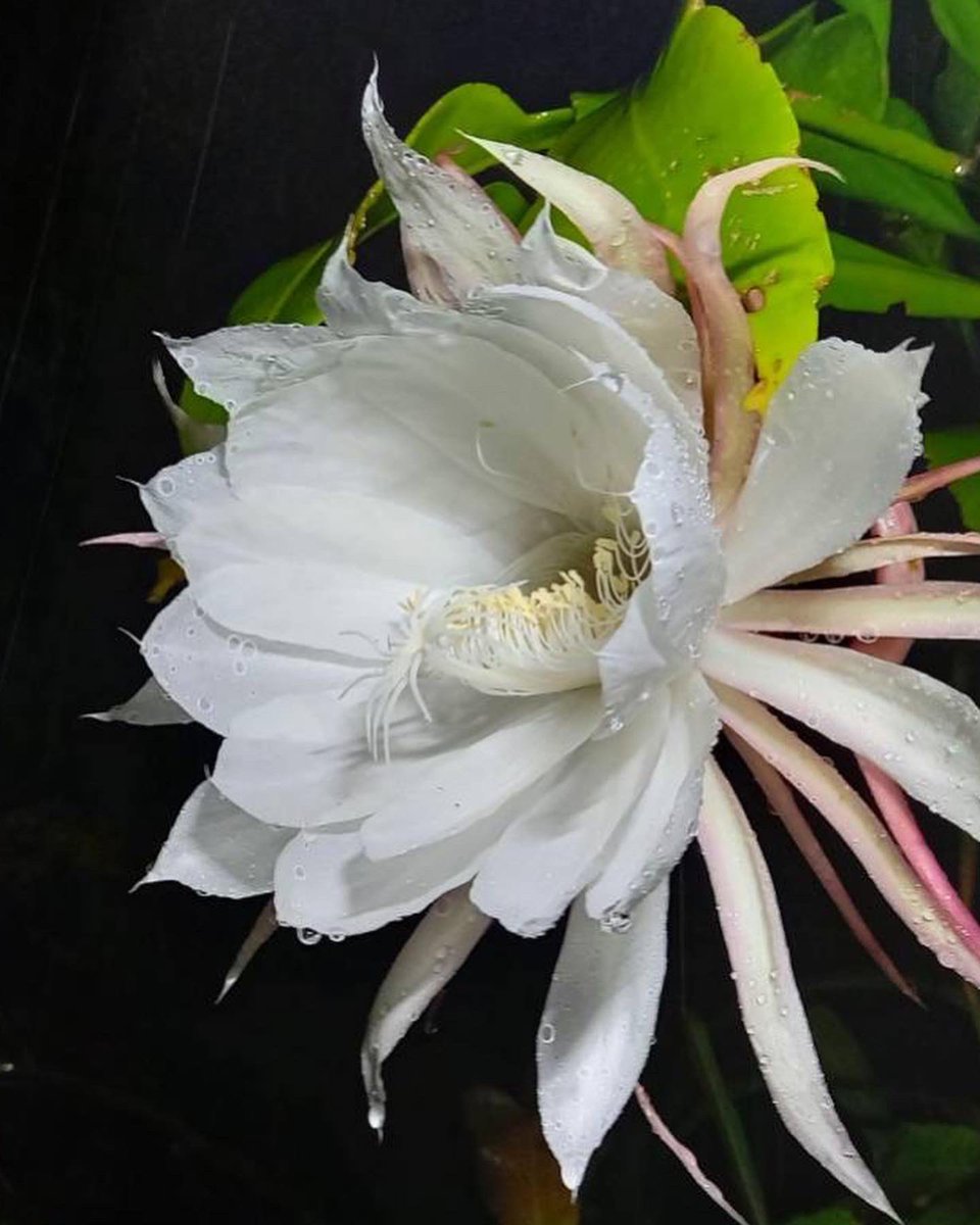 昨夜はホテルエントランスで月下美人の大輪が開きました
大きな株なので、同時にたくさん咲きます
年に数回、花が開くのは夜だけ、運良く出会えますように♪

#サンカラホテル
#月下美人