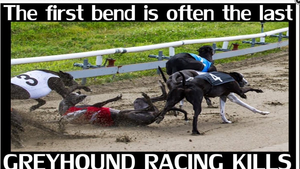 GreyhAwarenCork's tweet photo. The reality is that the only possible way to have 'no welfare issues with the track bends' is to have ZERO greyhounds racing at the track.
#TheFirstBendIsOftenTheLast
#PetsNotBets
#RescuedNotRetired https://t.co/9oL5wTOCok
