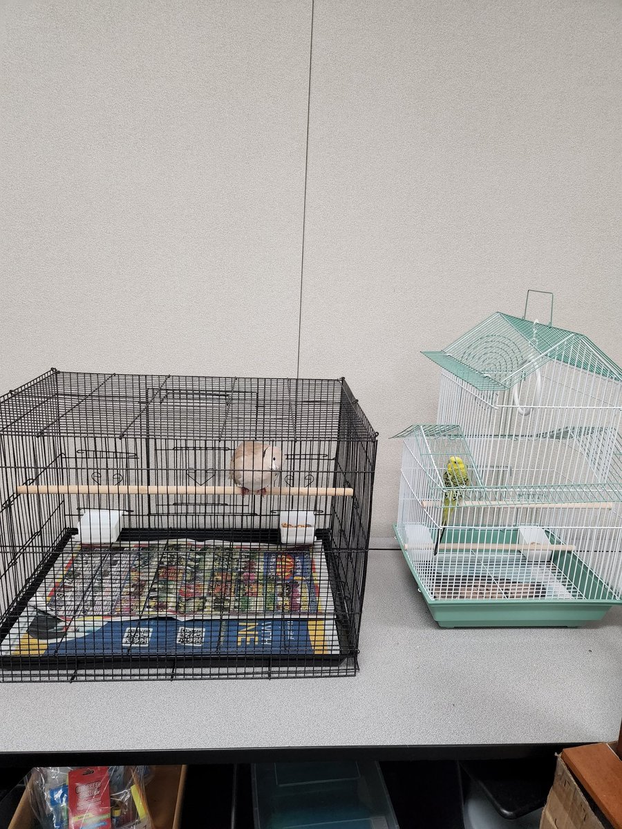 sci_mscarter's tweet photo. We had some special visitors last week at #camplee22!🐦🦉🪶🦇🦜 @CyFairISD @CFISDScience https://t.co/laco7sWilJ
