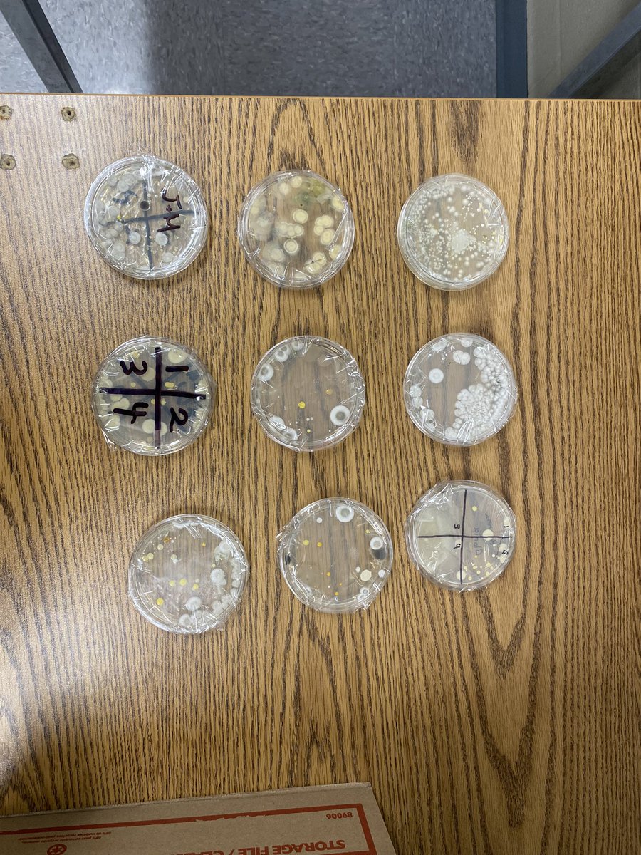 Culturing bacteria in #SBI3C 🧫🔬
Students were amazed to see the growth #Microbiology