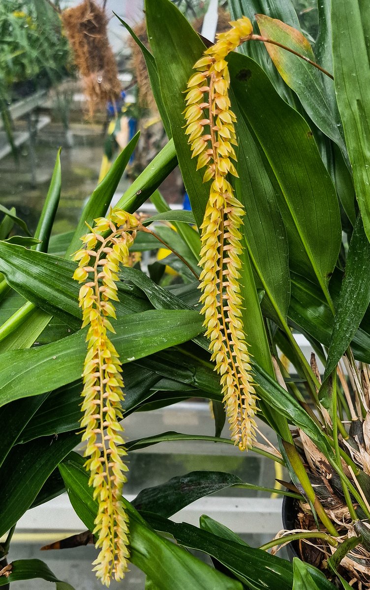 orchidcommittee's tweet photo. #Dendrochilum cobbianum
#epiphytic #orchid from the #Philippines growing on moss-covered trees and occasionally as a #lithophyte Found at altitudes above 1200m
#Fragrant #flowers although to me of cattlesheds🥴
Photo taken @RHSWisley
#洋ラン #Photography #orquideas #orchids https://t.co/c0fZSabfKA