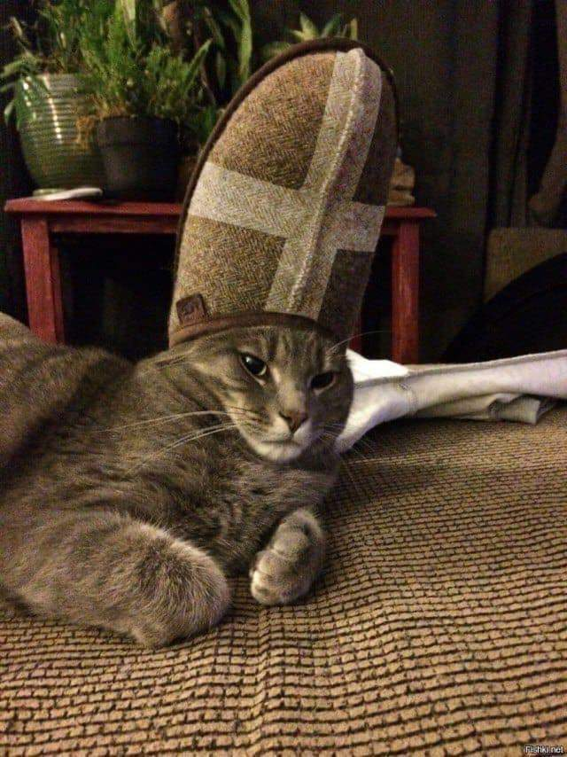 FatherRedMcgee's tweet photo. I fully support the new pope. https://t.co/B1GktDlpx8