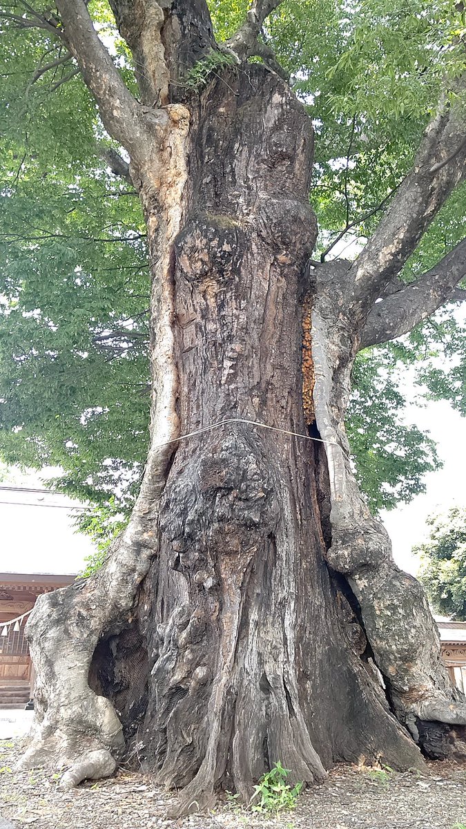 goshinbokupwr's tweet photo. 6月20日 今日は、早尾神社の御神木🌴にて元気💪をいただきました💕おまけは、『御神木の微笑み』をお楽しみください。#御神木 #ご神木 #神木 #巨樹 #古木 #バワースポット #渋川市 https://t.co/YZVF3PPRZ1