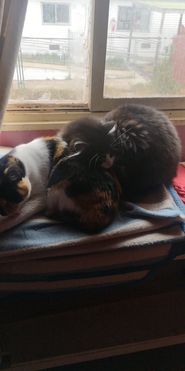 MMagditaa's tweet image. Marley y mara.. #MuchoGustoMega